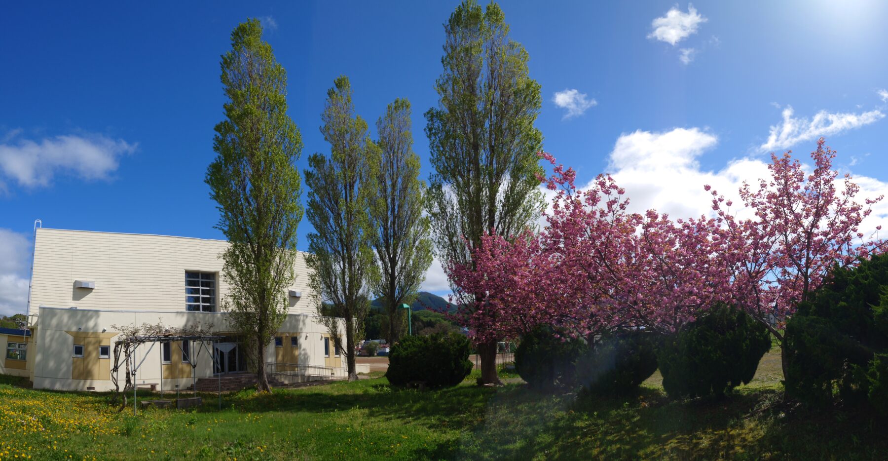 体育館前の桜が満開です 4枚目写真