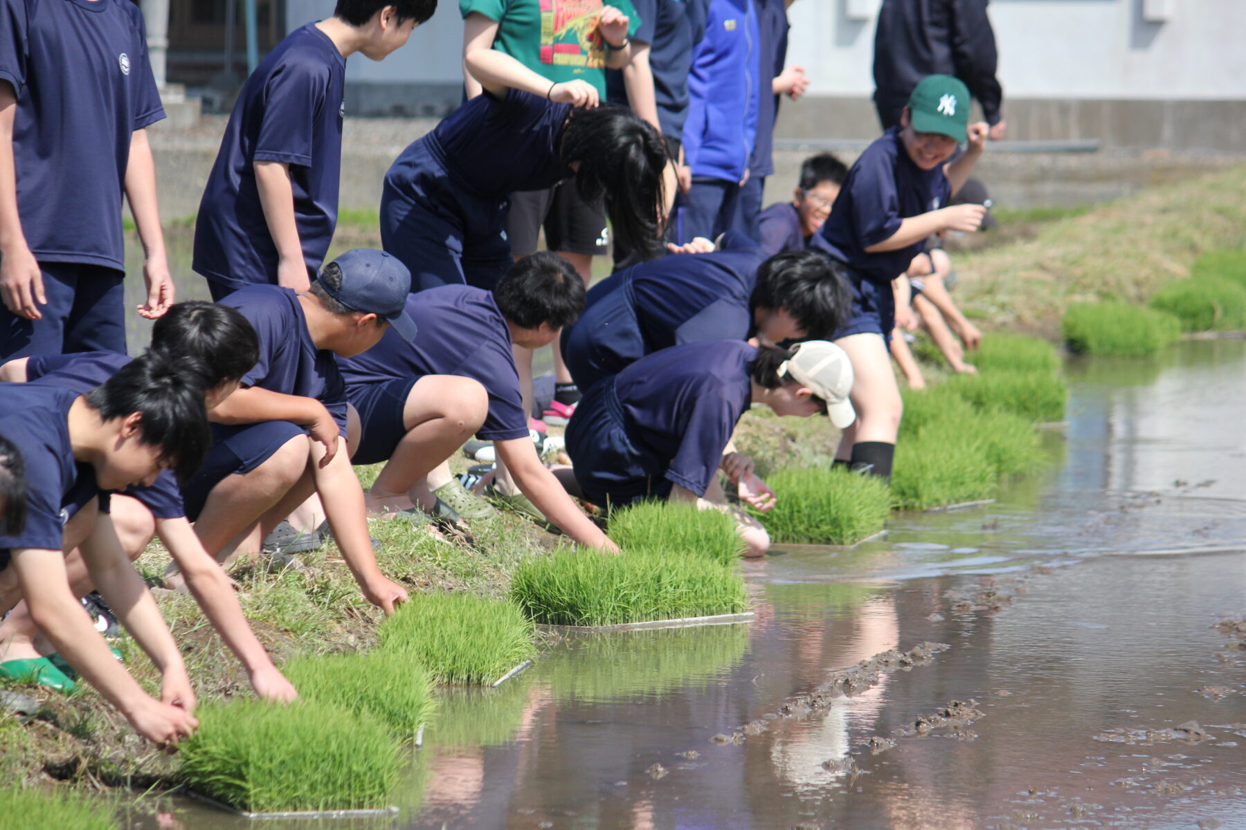 田植え体験　その１ 2枚目写真