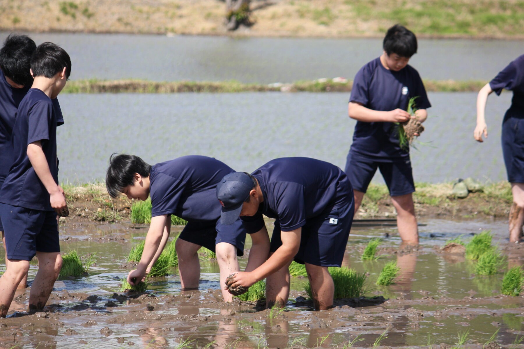 田植え体験　その１ 4枚目写真