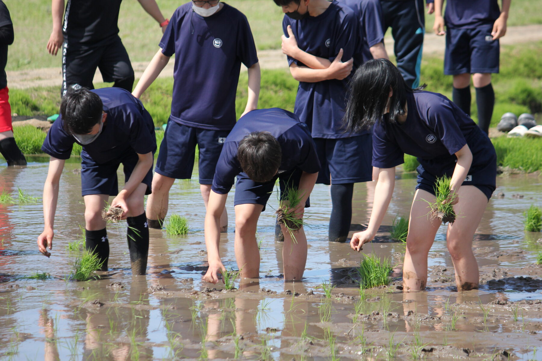 田植え体験　その１ 7枚目写真