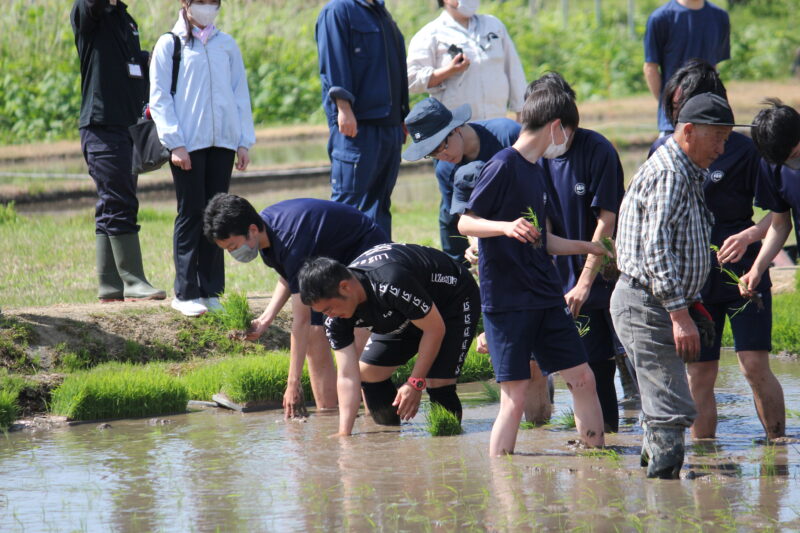 田植え体験　その２