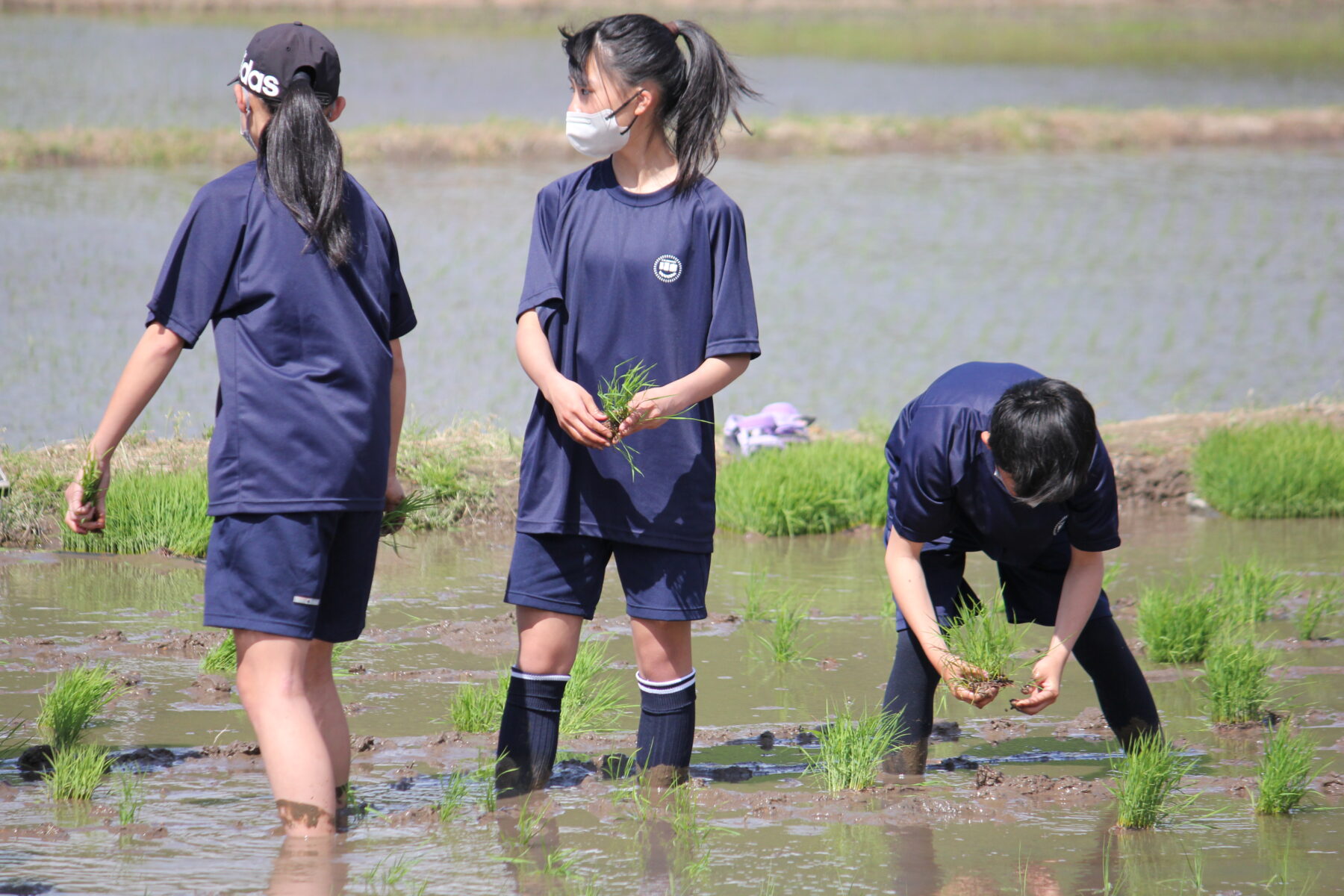 田植え体験　その２ 2枚目写真