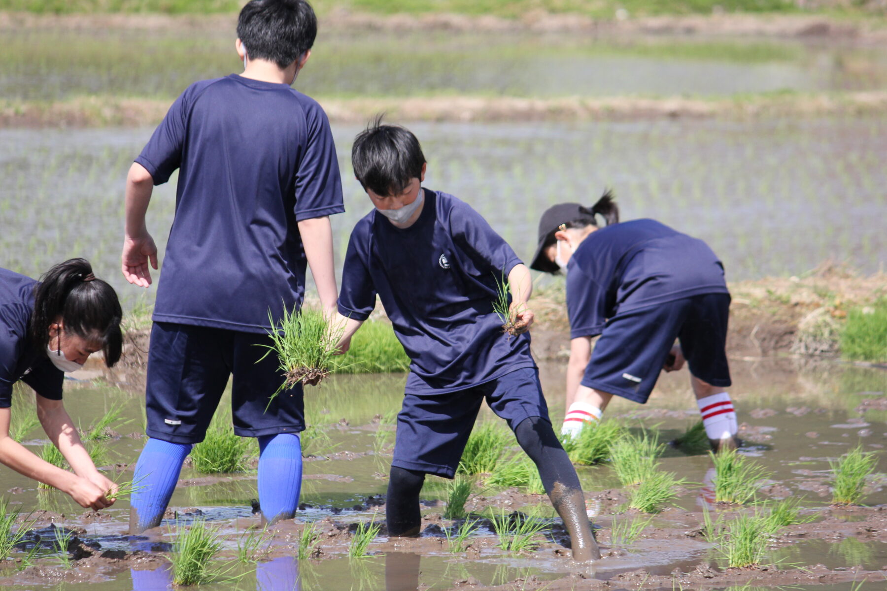 田植え体験　その２ 8枚目写真