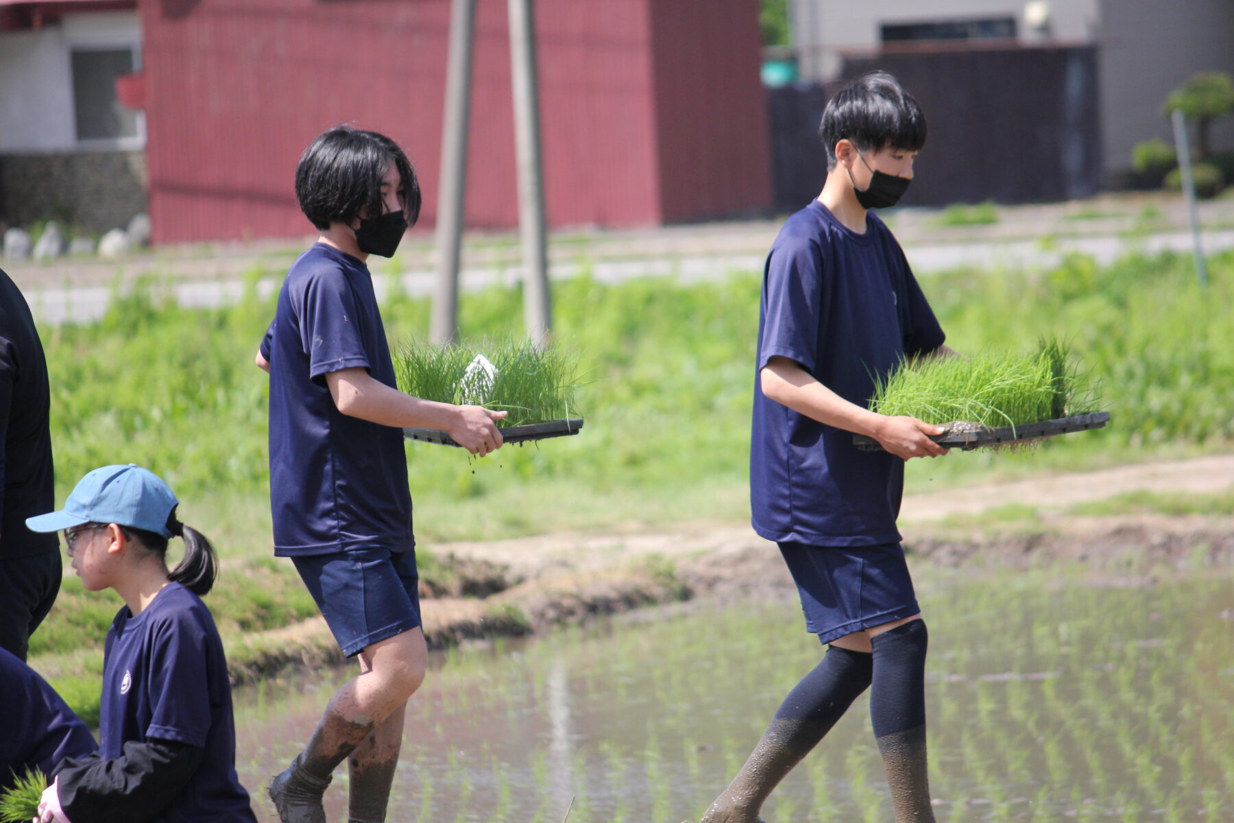 田植え体験　その３ 7枚目写真