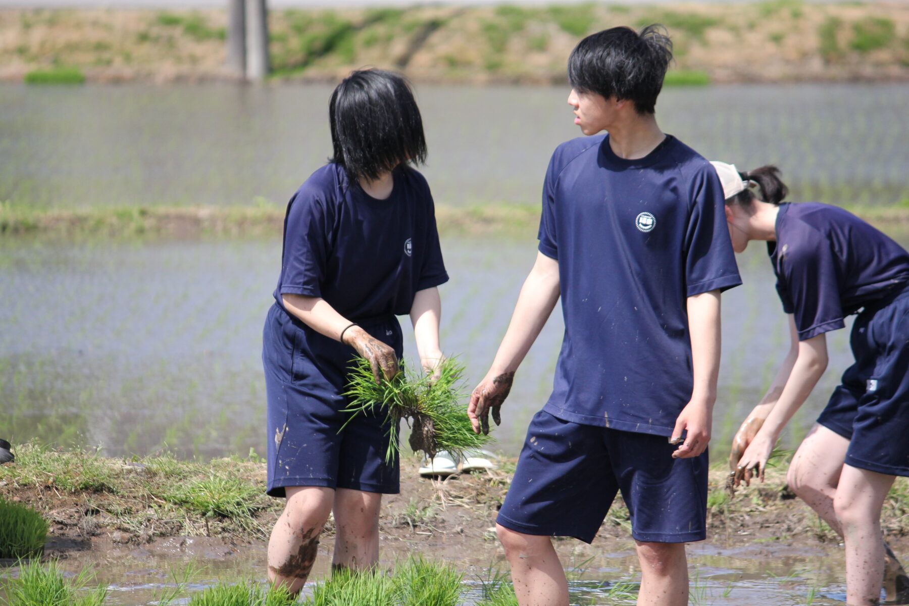 田植え体験　その３ 8枚目写真