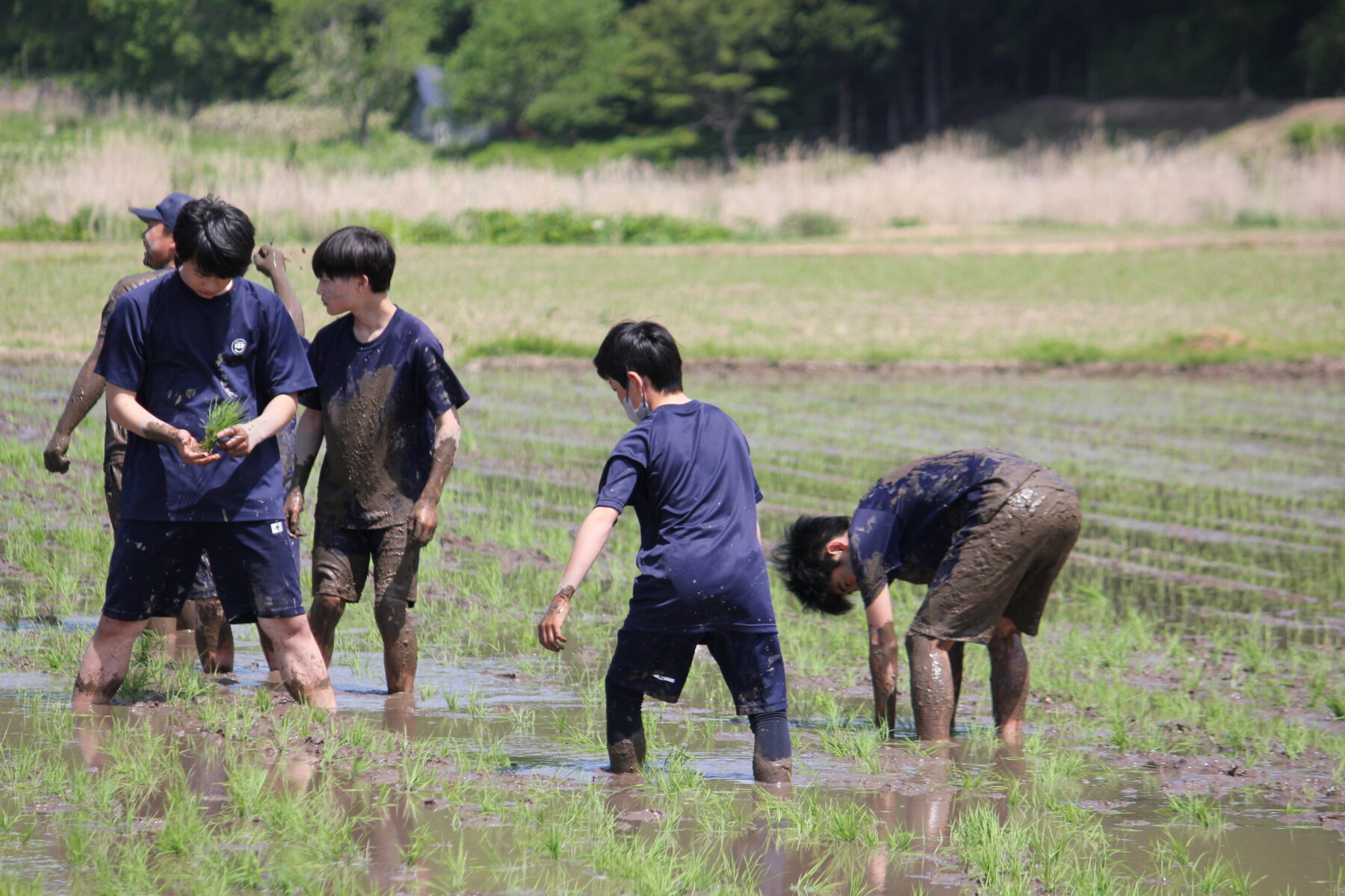 田植え体験　その５ 3枚目写真