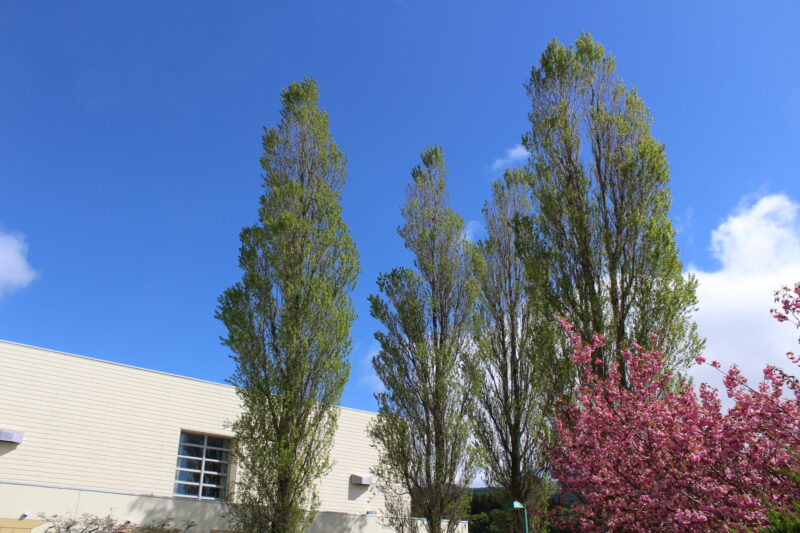 体育館前の桜が満開です