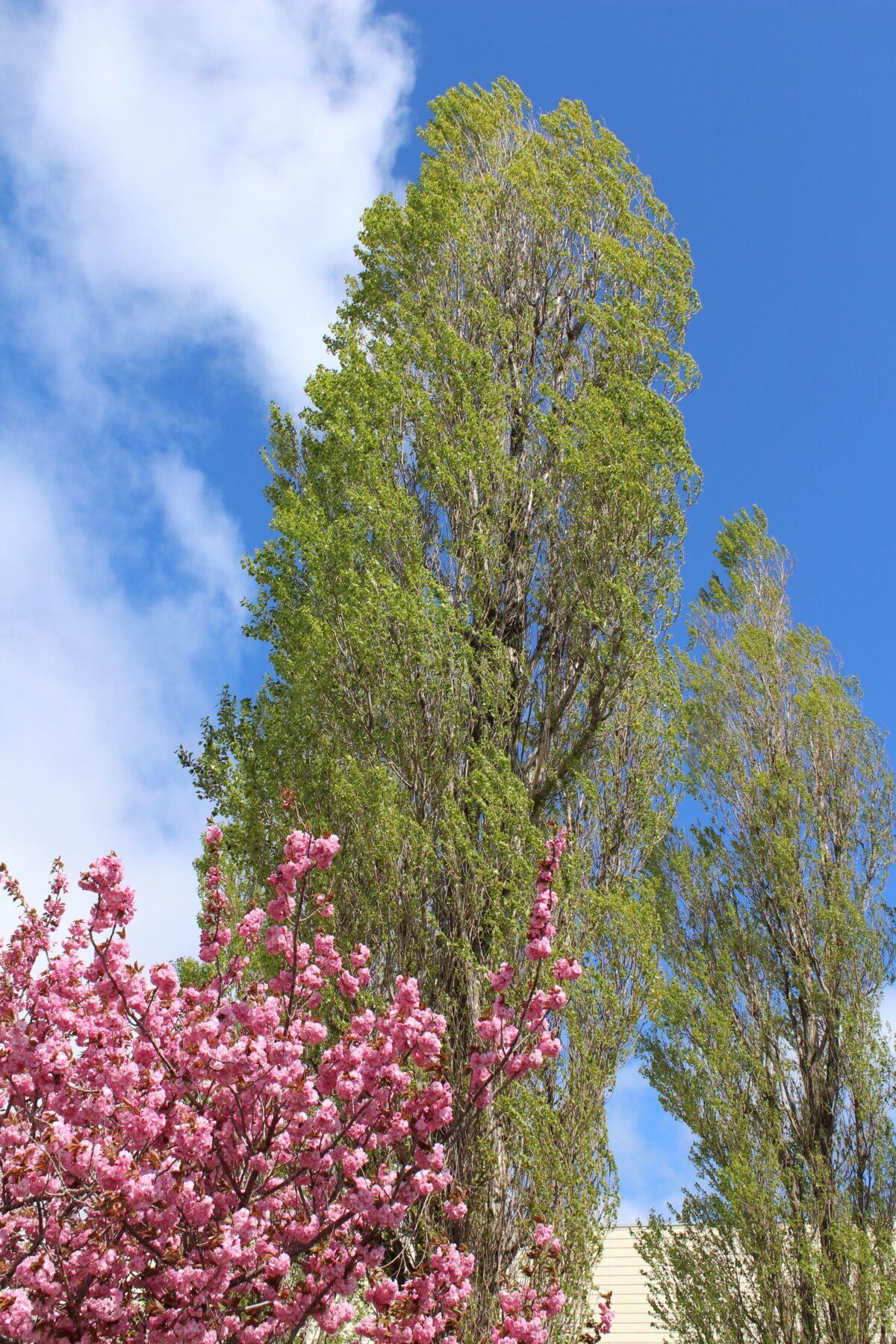 体育館前の桜が満開です 2枚目写真