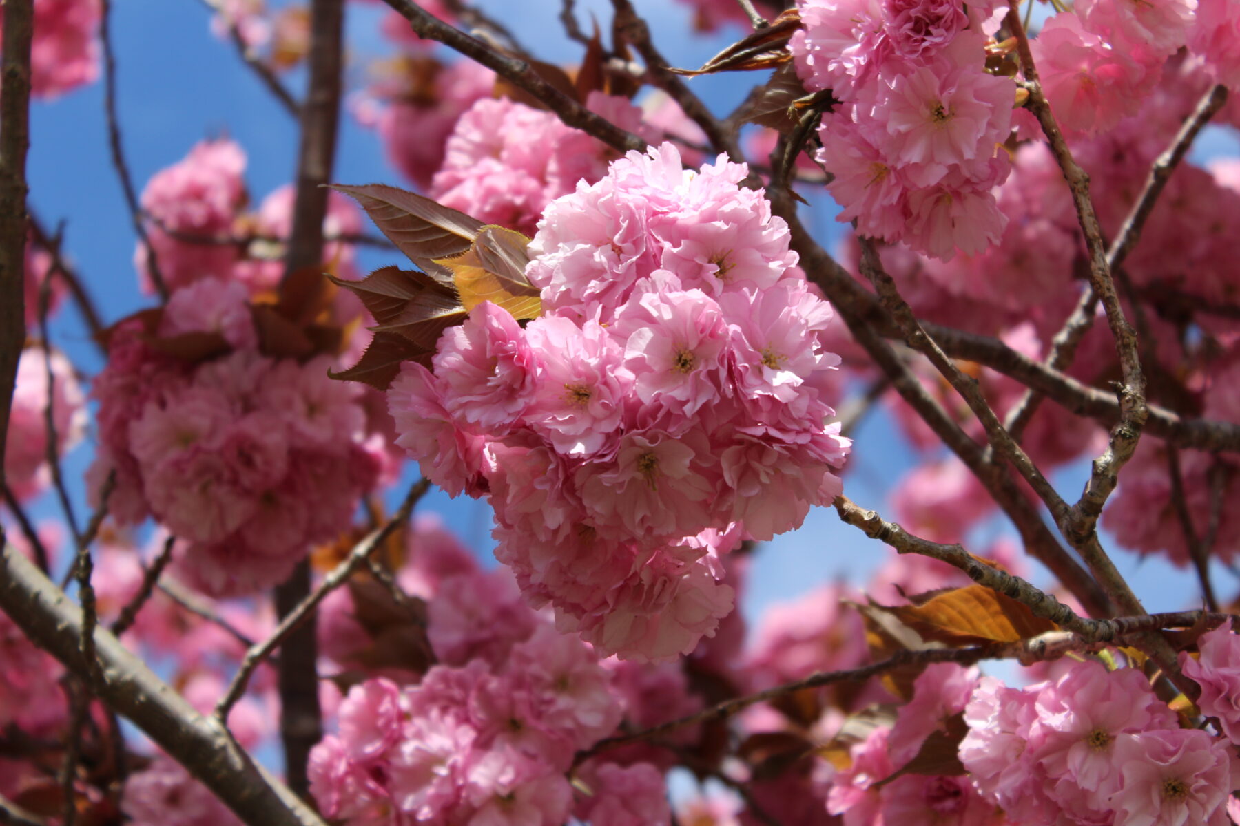 体育館前の桜が満開です 3枚目写真