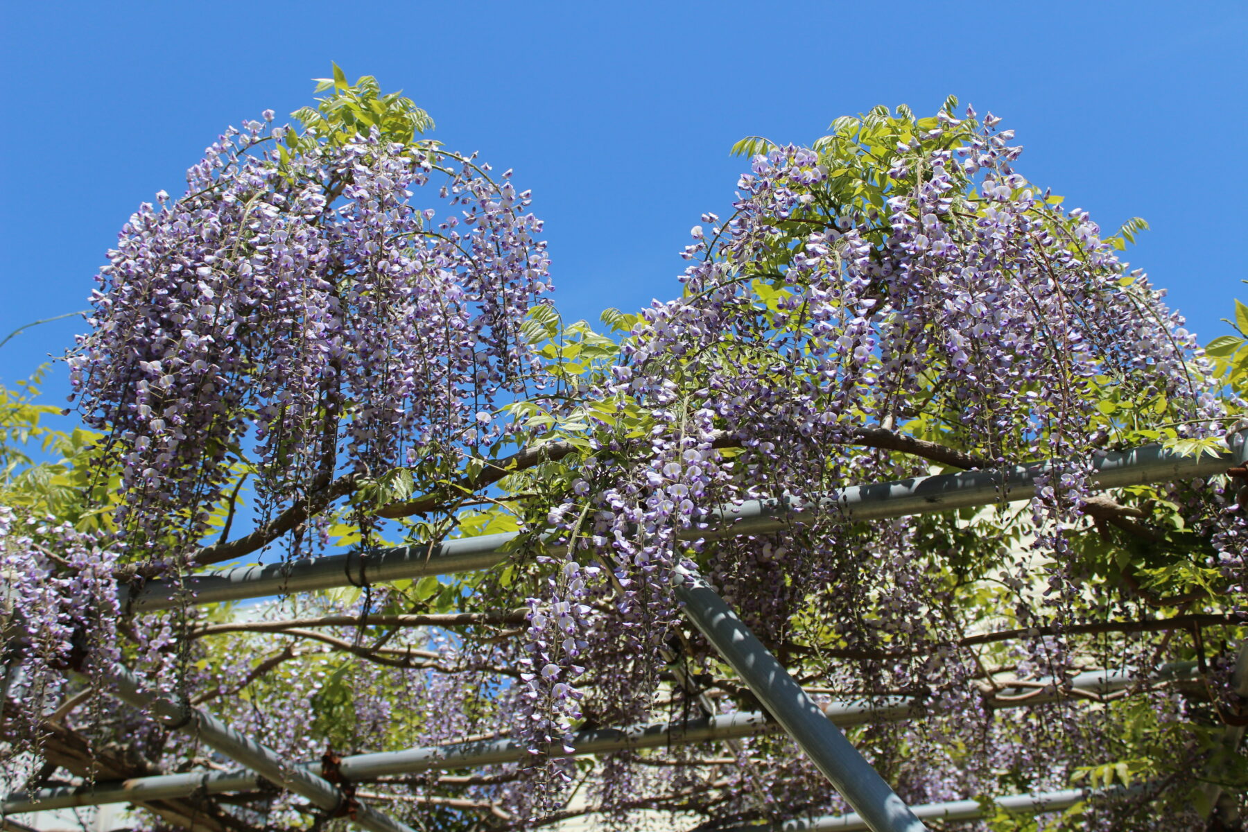 藤の花が満開です。 2枚目写真