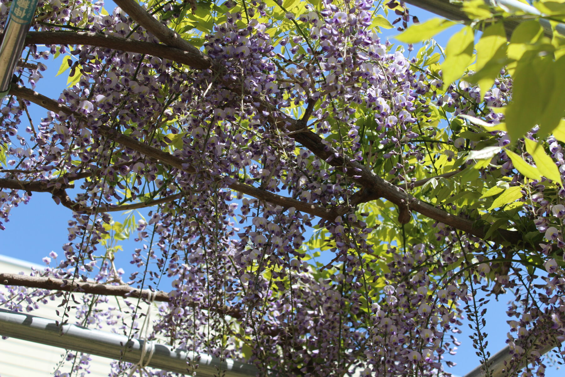 藤の花が満開です。 4枚目写真