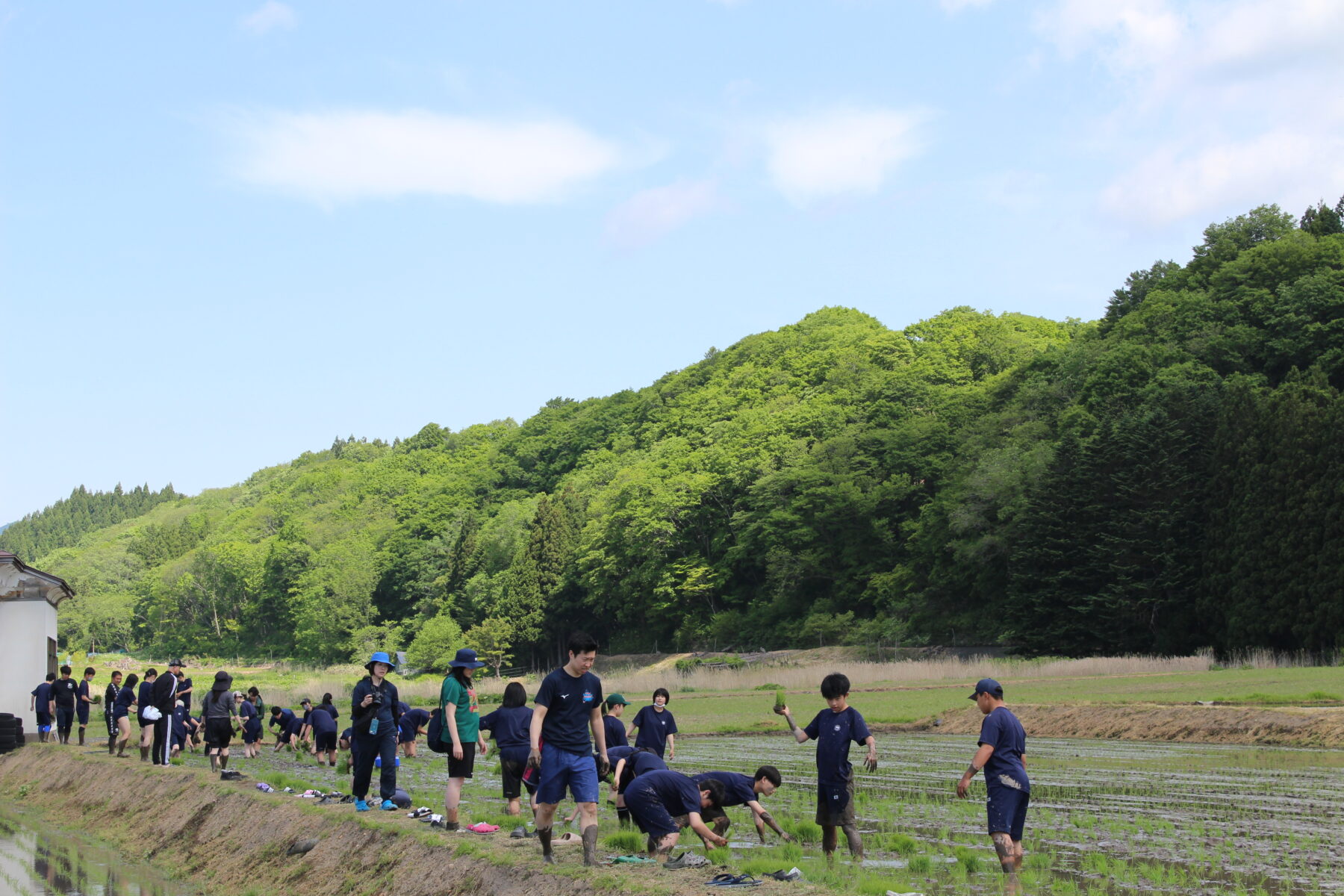 田植え体験　その５ 5枚目写真