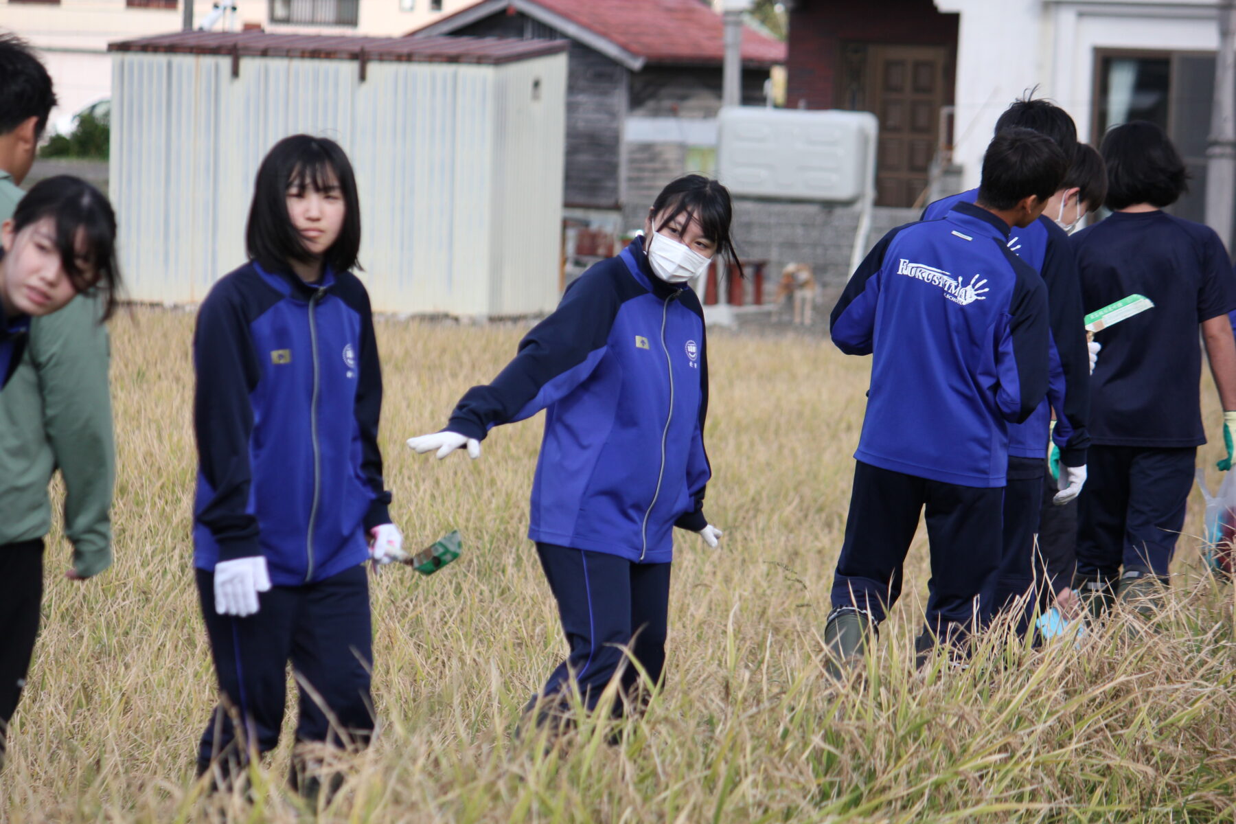 黒米収穫体験「稲刈り」　その１ 3枚目写真