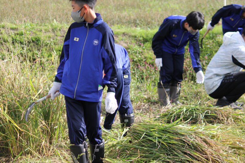 黒米収穫体験「稲刈り」　その３