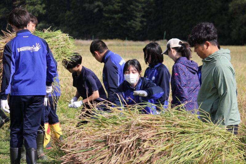 黒米収穫体験「稲刈り」　その６