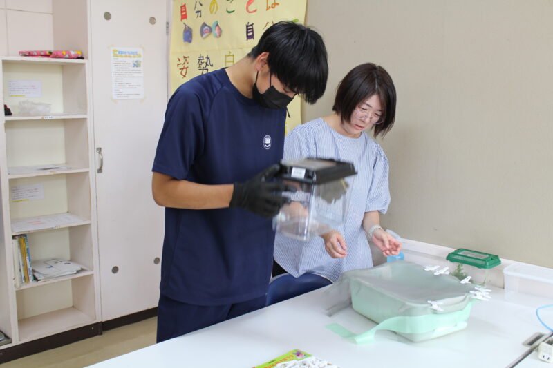 虫かごにカマキリたちを移動中