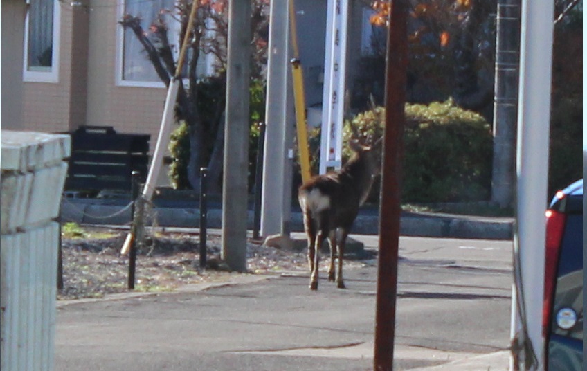 しかのこのこのここしたんたん 1枚目写真