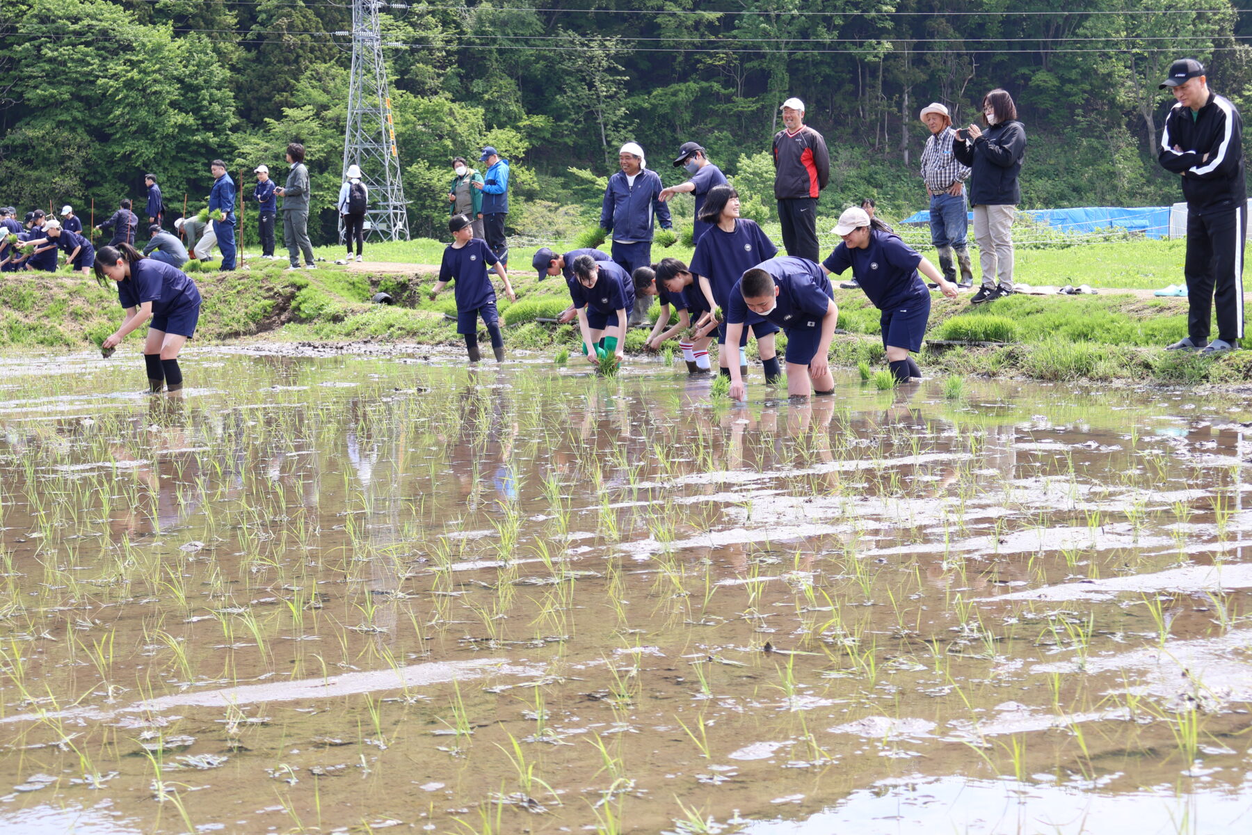 １、２年生黒米田植え体験学習 1枚目写真
