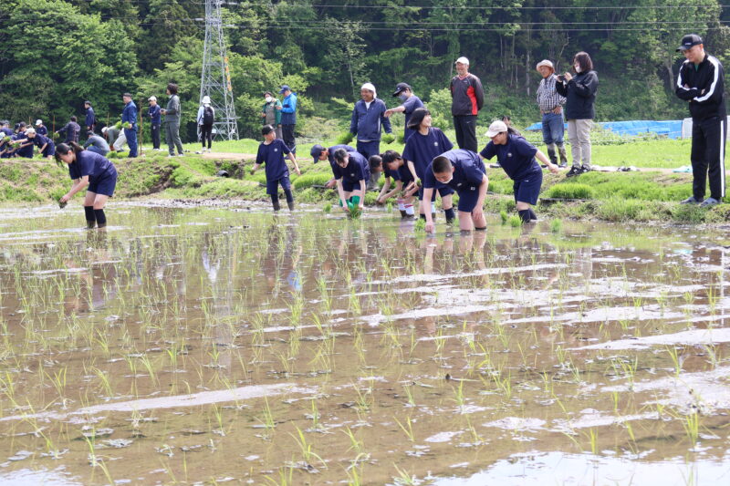 １、２年生黒米田植え体験学習