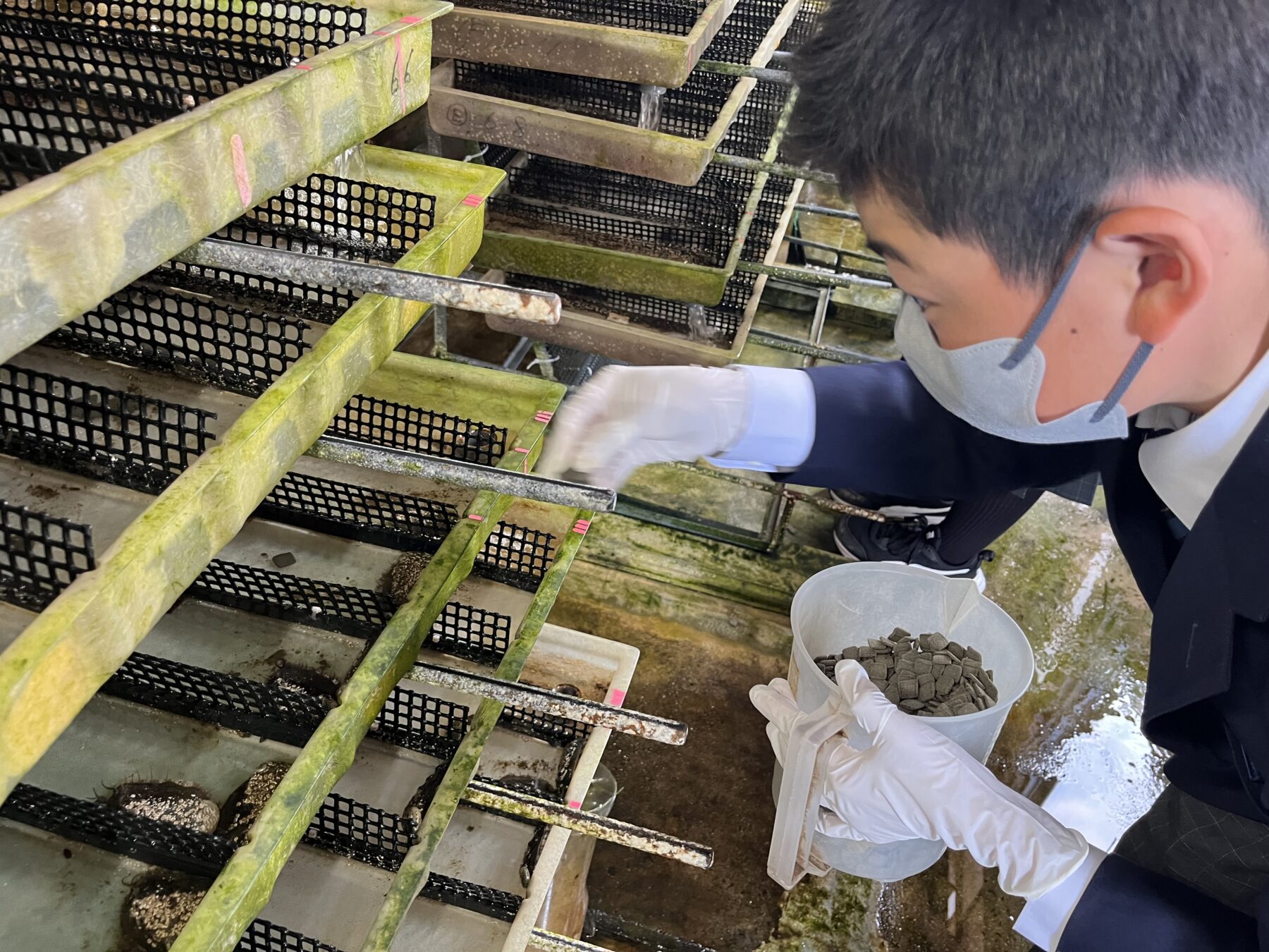 ２年生総合　福島町水産種苗生産センター見学 8枚目写真