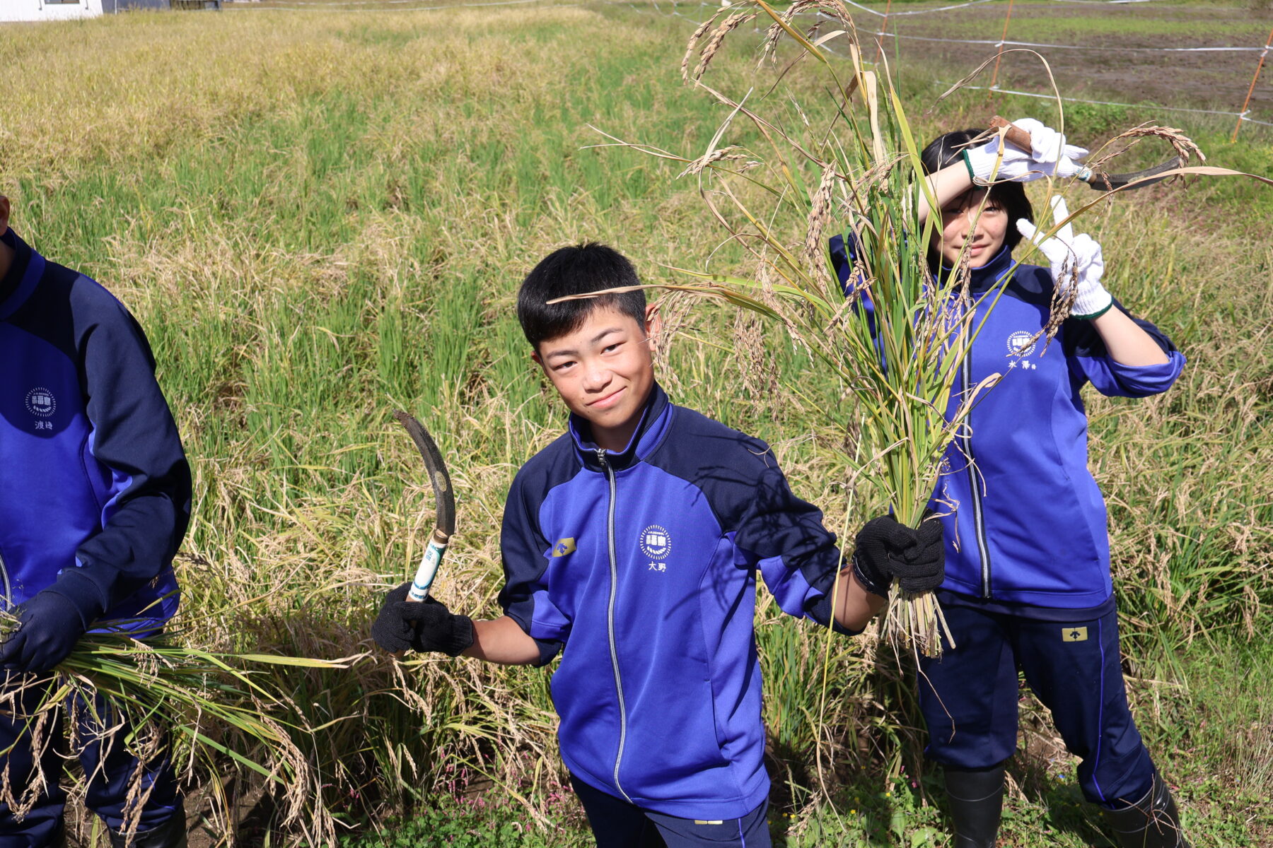 総合的な学習　１，２年生黒米収穫体験 5枚目写真