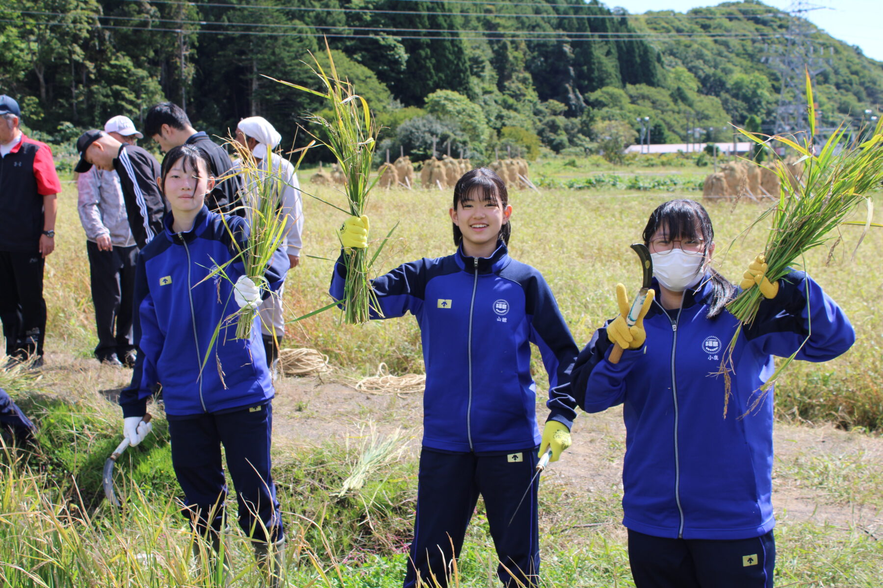 総合的な学習　１，２年生黒米収穫体験 4枚目写真