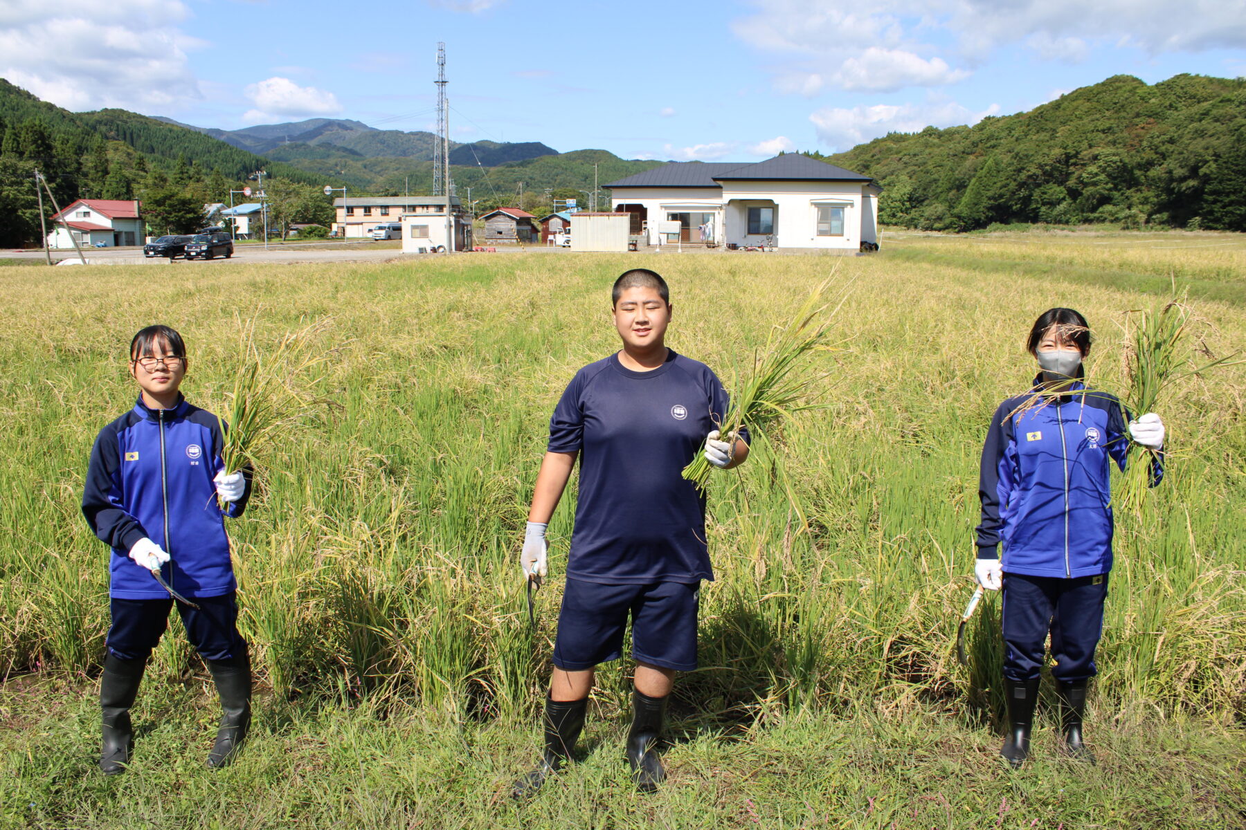 総合的な学習　１，２年生黒米収穫体験 7枚目写真