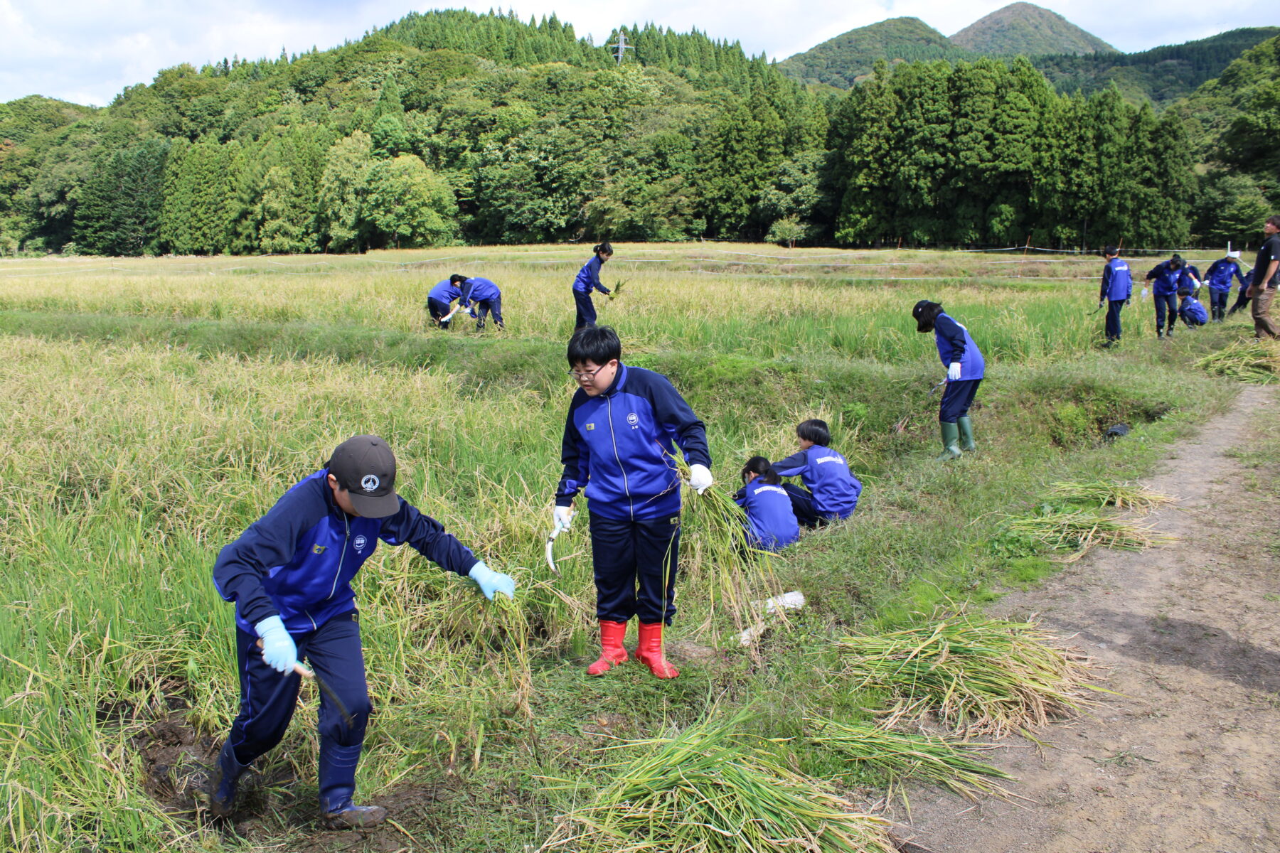 総合的な学習　１，２年生黒米収穫体験 8枚目写真