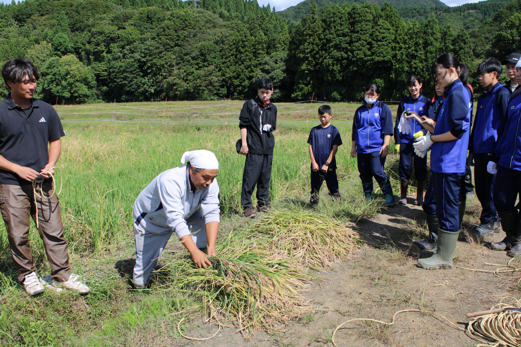 総合的な学習　１，２年生黒米収穫体験 3枚目写真