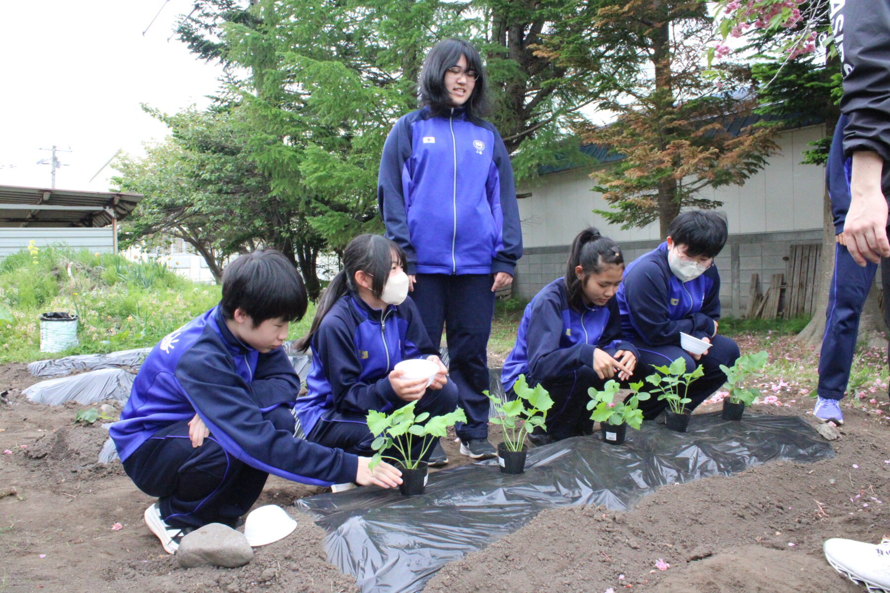 ５月２１日２年技術（栽培） 5枚目写真