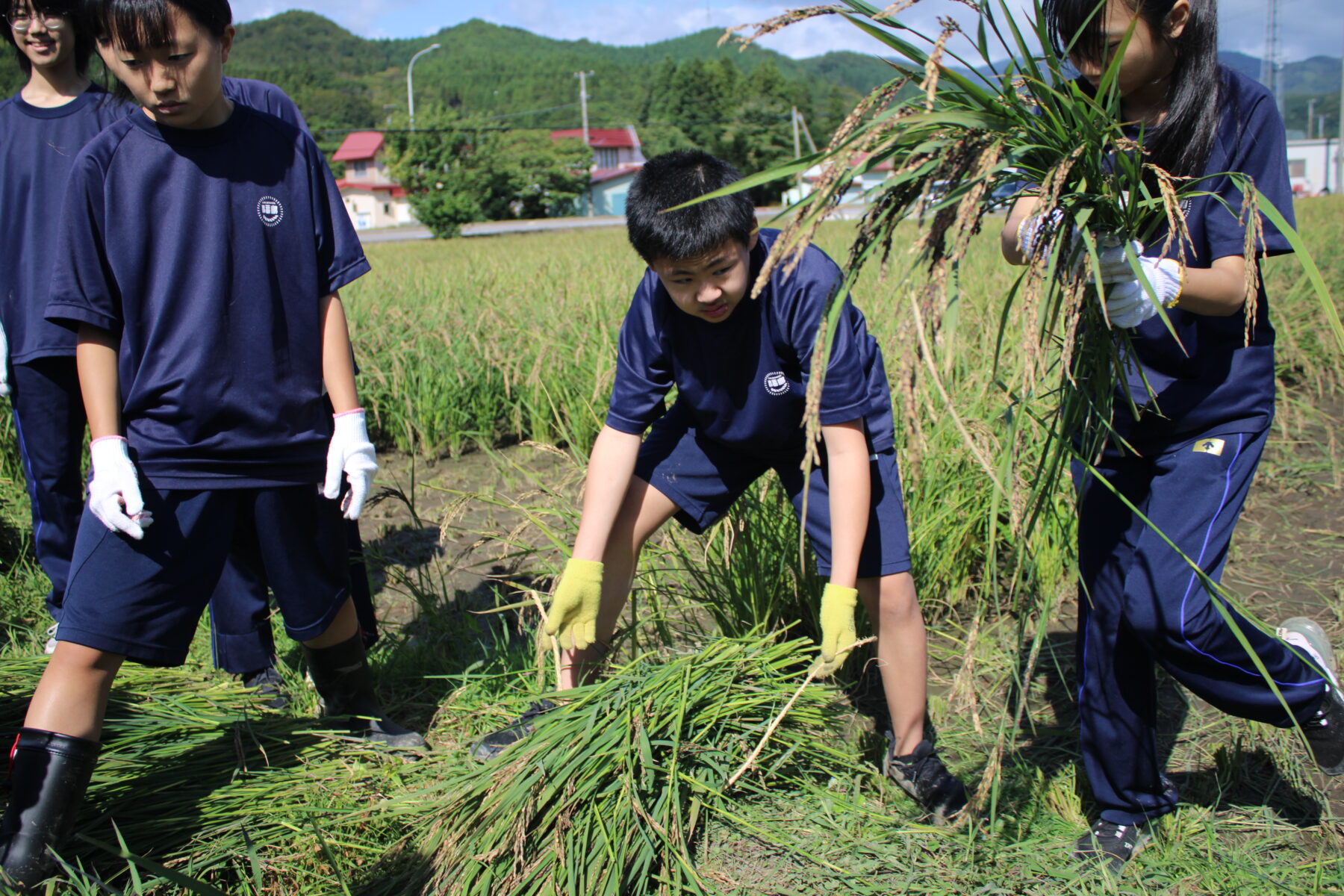 ９月９日１年総合黒米稲刈り体験 10枚目写真